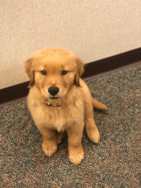 Office Therapy Dog