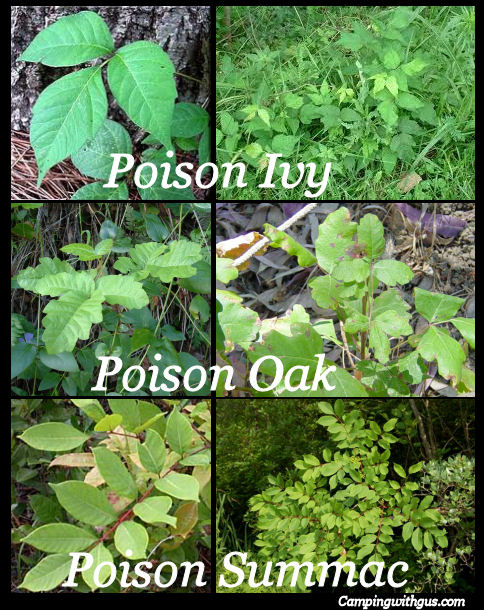 Different types of poison ivy plants