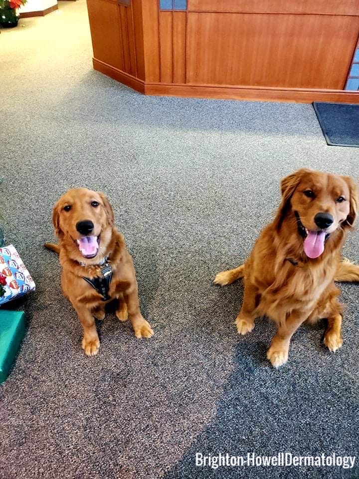 Two Golden Retrievers sitting on the floor